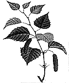 Les Gaulois reliait par exprience les tres aux grandes vertus des arbres qui peuplaient leur univers. L'essence des origines (de vos origines) sur terre puise aux racines des espces vivantes et de la nature. quinoxes et Solstices viennent ponctuer les cycles de vie. Votre destin est entre vos mains. A vous de savoir lire les signes et d’en dgager des principes de vies. Par croisement avec les autres astrologies (chinoise, occidentale, gyptienne, aztque, tibtaine,..) il vous sera possible d’affiner, au jour le jour, votre chemin de vie.